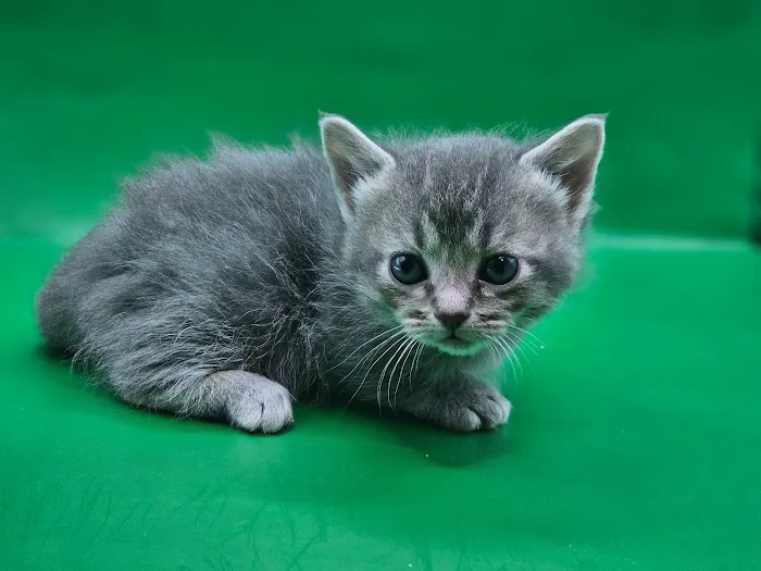 KDRimmer Cattery. Sphynx, Munchkin, Minskin,American Curland Devon Rex Cattery 7