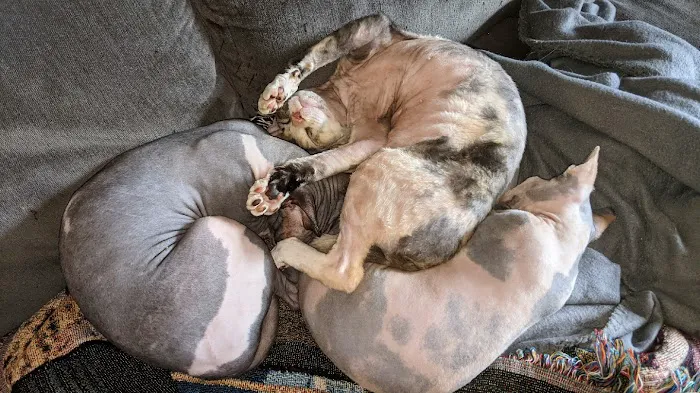 KDRimmer Cattery. Sphynx, Munchkin, Minskin,American Curland Devon Rex Cattery 8