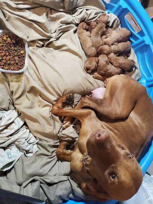 Alamo Animal Clinic 5