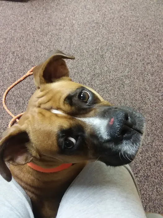 Alamo Animal Clinic 10