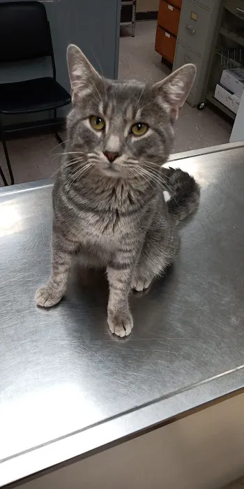 Alamo Animal Clinic 6