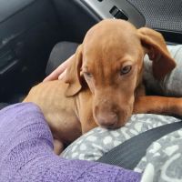 Alamo Animal Clinic ico
