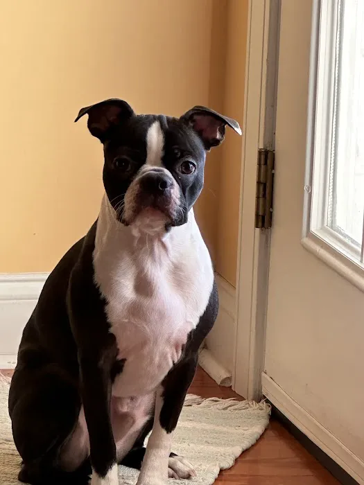Bells Animal Clinic 8