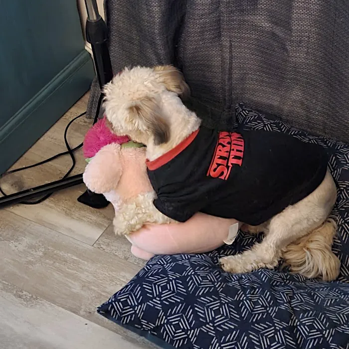 Bells Animal Clinic 9
