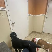 Oak Grove Animal Hospital ico
