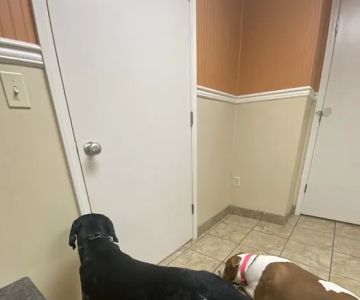Oak Grove Animal Hospital