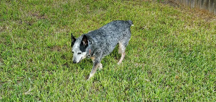 Coupland Veterinary Hospital - Dr. Arlon Graef, DVM 2