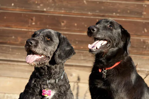 All Pets Health and Rehab, LLC 12