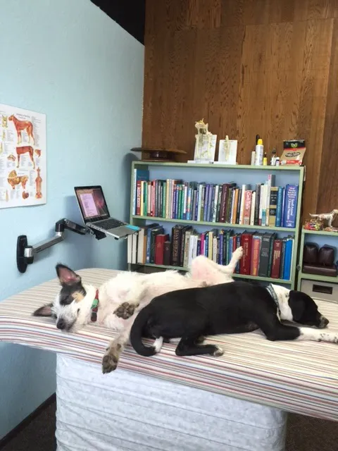 All Pets Health and Rehab, LLC 12