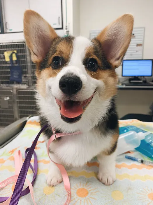 Ark Animal Hospital 12