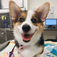 Ark Animal Hospital ico