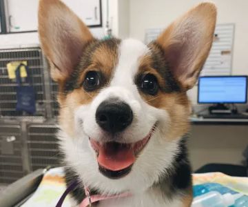 Ark Animal Hospital
