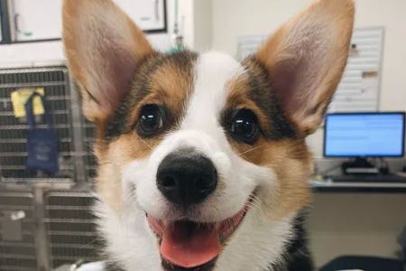 Ark Animal Hospital