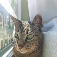 Healing Paws Wellness Center ico