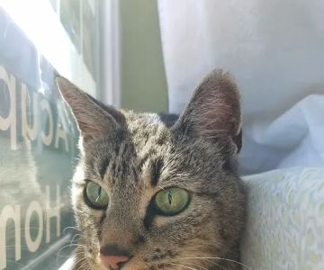 Healing Paws Wellness Center