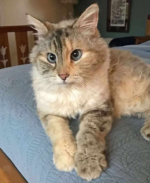 Healing Paws Wellness Center 7
