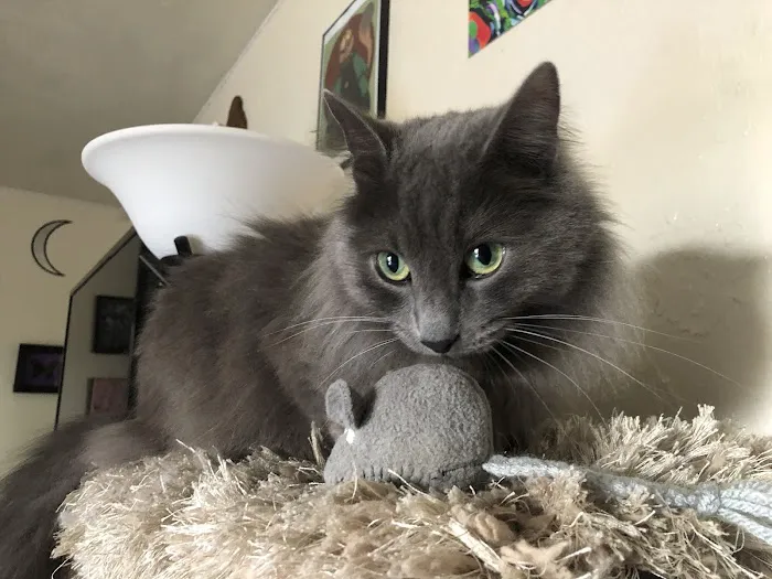 CatCare 8