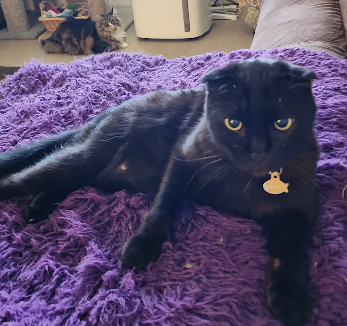 CatCare 10