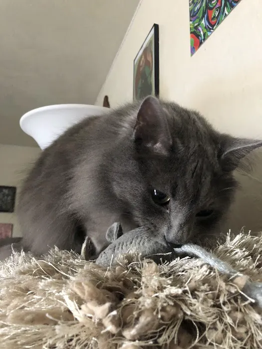 CatCare 9