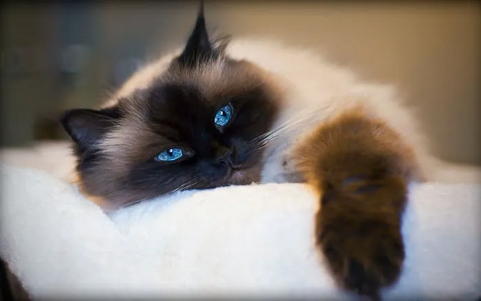 CatCare 3