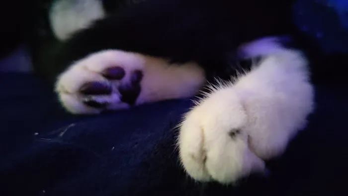 Banfield Pet Hospital 5
