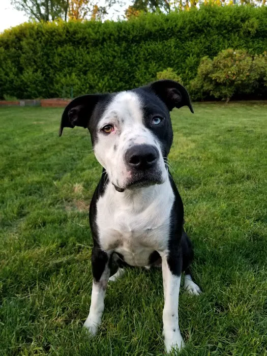 Eugene Animal Hospital PC 7