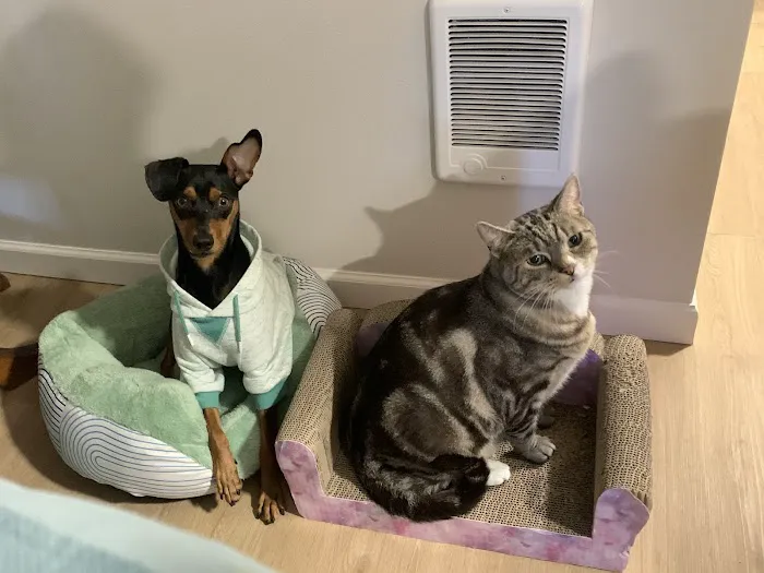 Eugene Animal Hospital PC 4