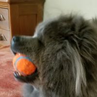 Amazon Park Animal Clinic ico