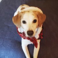 Animal Health Associates ico
