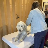 Balance Veterinary Care ico