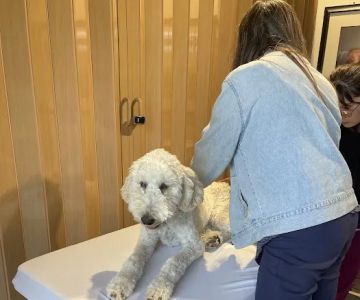Balance Veterinary Care