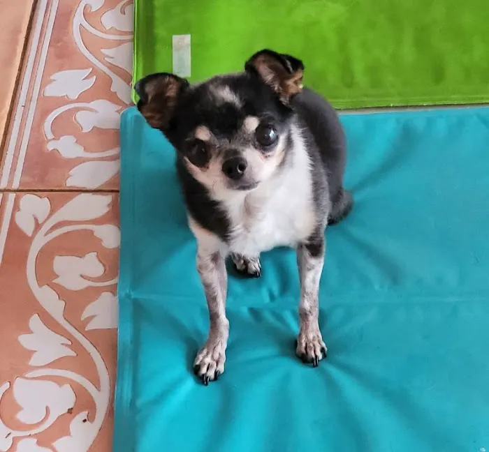Balance Veterinary Care 6