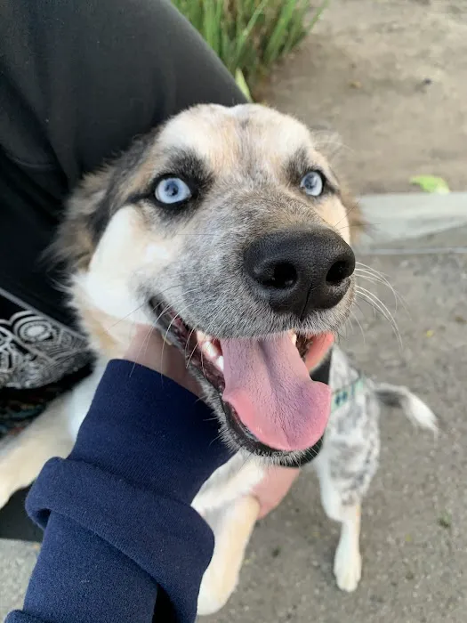 Low Cost Pet Vaccines Sylmar at Foothill Feed Parking Lot 1