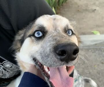 Low Cost Pet Vaccines Sylmar at Foothill Feed Parking Lot