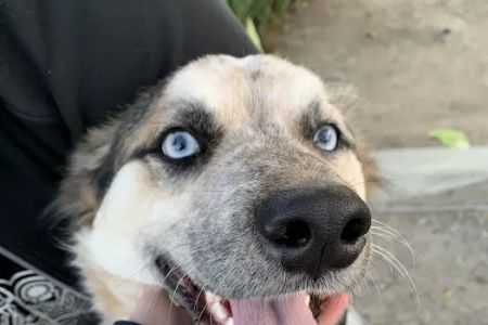 Low Cost Pet Vaccines Sylmar at Foothill Feed Parking Lot