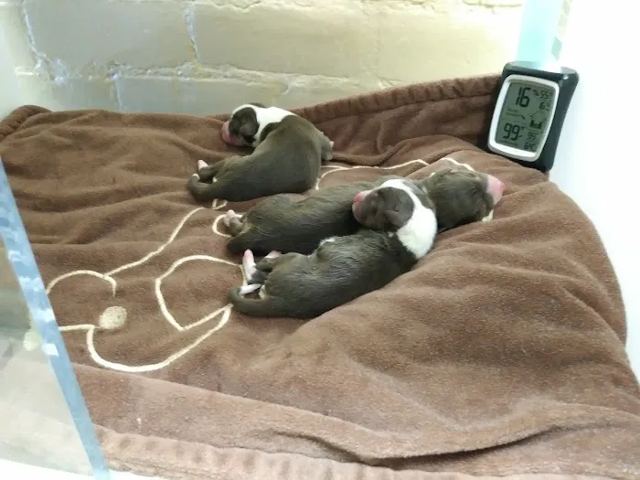 Dill Veterinary Hospital & Reproductive Services 2