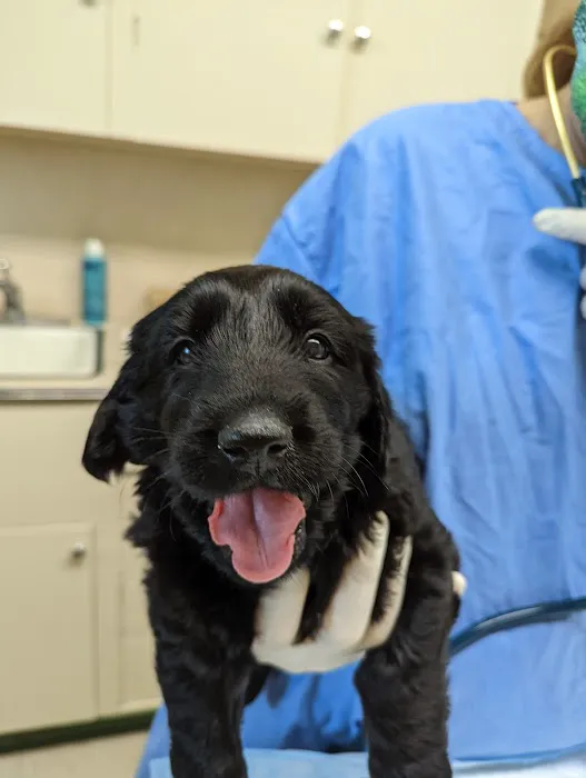 Dill Veterinary Hospital & Reproductive Services 6