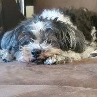Foothill Vet Clinic ico
