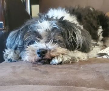 Foothill Vet Clinic