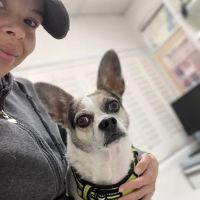 San Fernando Pet Hospital ico