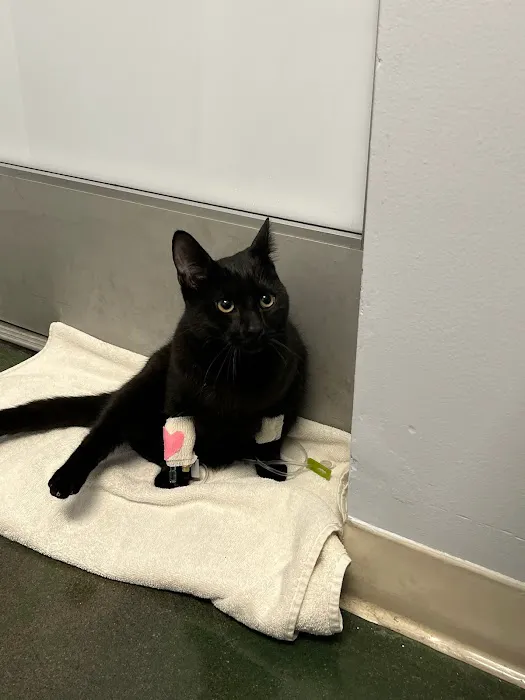San Fernando Pet Hospital 12