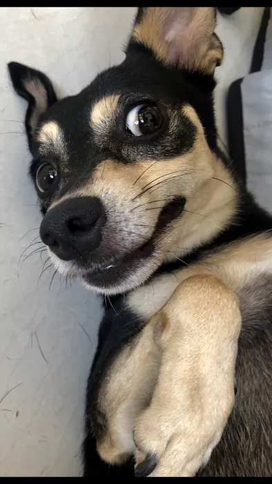 Vet Care Animal Center 12
