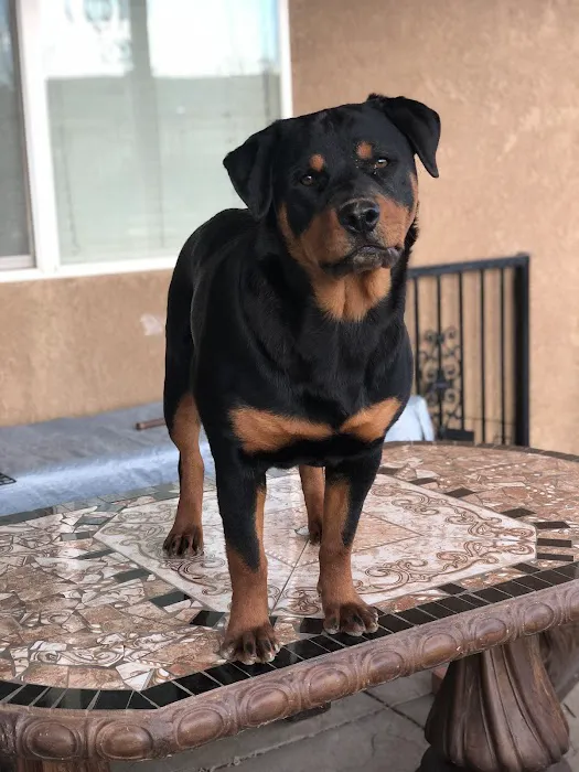 Vet Care Animal Center 12