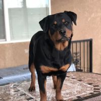 Vet Care Animal Center ico