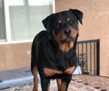 Vet Care Animal Center