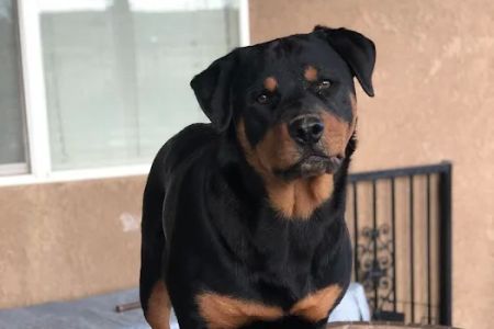 Vet Care Animal Center