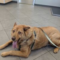 Big Tujunga Vet Hospital ico