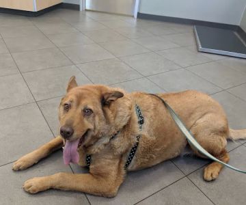 Big Tujunga Vet Hospital