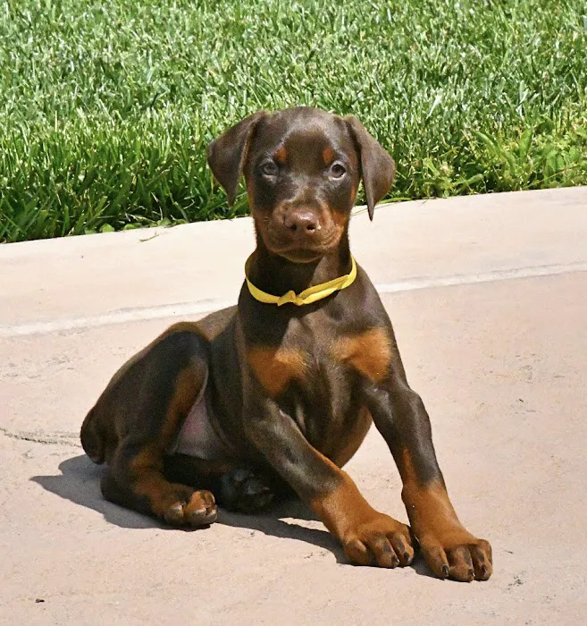 Crescenta Cañada Pet Hospital 4