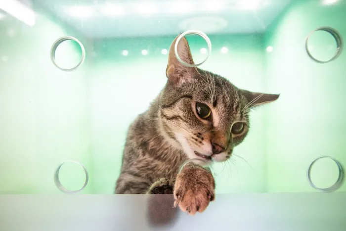 Crescenta Cañada Pet Hospital 3